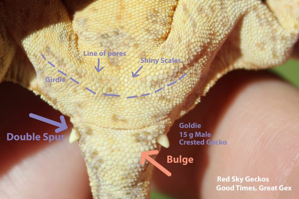 How to Tell if Crested Gecko is Male or Female?